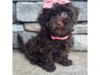Poodle (Toy) Puppy for sale in Kalamazoo, MI, USA
