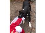 Adopt Mako a Black Pit Bull Terrier / Mixed dog in Jacksonville, FL (32815861)