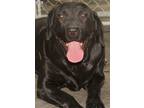 Adopt Sammy a Black Labrador Retriever / Mixed dog in Savannah, MO (33965327)