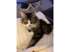 Adopt Abbi a Brown Tabby Domestic Shorthair (medium coat) cat in Phila