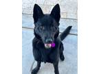 Adopt Anka a Black German Shepherd Dog / Mixed dog in Phoenix, AZ (38452179)