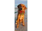 Adopt Olympia a Tan/Yellow/Fawn - with Black Catahoula Leopard Dog / Redbone