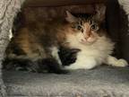 Adopt Kaytee a Orange or Red Domestic Shorthair / Domestic Shorthair / Mixed cat