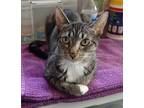 Adopt Cricket a Brown Tabby Domestic Shorthair (short coat) cat in Gilbert