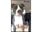 Adopt Murphy a Gray/Silver/Salt & Pepper - with White American Staffordshire