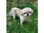 Adopt Spud a White - with Tan, Yellow or Fawn Shih Tzu / Poodle (Toy or Tea Cup)