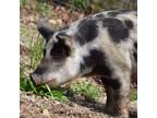 Adopt Nanni a Pig (Farm) farm-type animal in Monroe, WA (31568579)