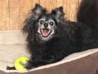 Adopt Pommy Boy a Black Pomeranian / Mixed dog in Jacksonville, FL (32846297)