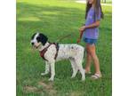 Portuguese Water Dog Puppy for sale in Atmore, AL, USA