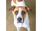 Adopt ADRIENNE ! a White - with Red, Golden, Orange or Chestnut Boxer / Treeing