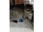 Adopt Blossom a Brown Tabby Domestic Shorthair / Mixed Breed (Medium) / Mixed