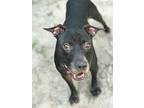 Adopt Nick a Black - with White Pit Bull Terrier / Mixed dog in Jacksonville
