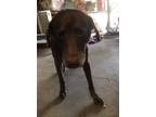 Adopt Tebow a Brown/Chocolate Labrador Retriever / Mixed dog in Jacksonville
