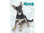 Adopt Nova a Black - with White Shepherd (Unknown Type) / Husky / Mixed dog in