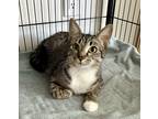 Adopt Bonners a Brown Tabby Domestic Shorthair (short coat) cat in Houston