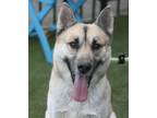 Adopt Laila a Tan/Yellow/Fawn - with Black Shepherd (Unknown Type) / Mixed dog