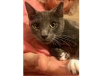 Adopt Dewey a Gray or Blue Domestic Shorthair (short coat) cat in Columbia