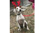 Adopt Stella a White Treeing Walker Coonhound / Hound (Unknown Type) / Mixed dog
