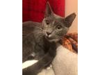 Adopt Dexter a Gray or Blue Domestic Shorthair (short coat) cat in Columbia