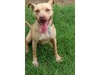 Adopt Olive a Brown/Chocolate - with Tan Staffordshire Bull Terrier / Mixed dog