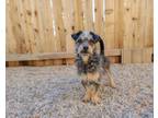 Adopt Oakley a Black - with Gray or Silver Terrier (Unknown Type