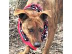 Adopt Tigger a Brindle - with White Catahoula Leopard Dog / Terrier (Unknown