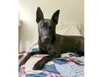 Adopt FRANCO a Black German Shepherd Dog / Belgian Malinois / Mixed dog in South