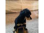 Poodle (Toy) Puppy for sale in Elkton, MD, USA