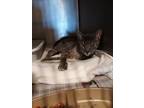 Adopt Hollie Berry a Gray, Blue or Silver Tabby Domestic Shorthair (short coat)