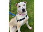 Adopt Skye a Tan/Yellow/Fawn - with White Shar Pei / American Pit Bull Terrier /
