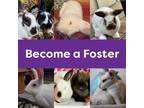 Adopt Foster a Other/Unknown rabbit in Houston, TX (33211810)