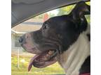 Adopt Groot a Black - with White Great Dane / Mixed dog in Spartanburg