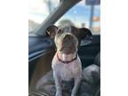 Adopt Bowie a Brindle - with White Mixed Breed (Medium) / Mixed dog in Macon