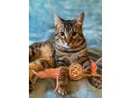Adopt Dexter a Brown Tabby Domestic Shorthair (short coat) cat in Yuba City