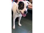 Adopt Bob a White American Pit Bull Terrier dog in Cassopolis, MI (38089131)