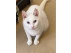 Adopt Fiona a White Domestic Shorthair (short coat) cat in Alexandria