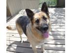 Adopt Zoey a Tan/Yellow/Fawn - with Black German Shepherd Dog / Mixed dog in