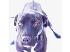 Adopt Nova a Black Labrador Retriever / Pit Bull Terrier dog in Dodson