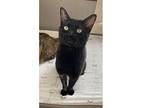 Salem, Domestic Shorthair For Adoption In Kalamazoo, Michigan