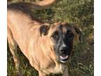 Adopt Nellie a Tan/Yellow/Fawn - with White Mastiff dog in Dodson, MT (35218810)