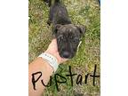 Puptart, Terrier (unknown Type, Medium) For Adoption In Joplin, Missouri
