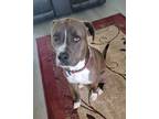 Adopt Oliver a Gray/Silver/Salt & Pepper - with White Pit Bull Terrier / Mixed