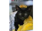 Cheshire, Domestic Shorthair For Adoption In Grants Pass, Oregon