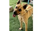 Adopt Ryder a Tan/Yellow/Fawn Shepherd (Unknown Type) / Mixed dog in Canoga