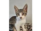 Paprika, Domestic Shorthair For Adoption In Phoenix, Arizona