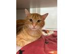 Protein, Domestic Shorthair For Adoption In Walden, New York