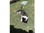Cornelio, Terrier (unknown Type, Medium) For Adoption In Phoenix, Arizona