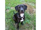 Adopt Joani a Black - with White Mixed Breed (Medium) / Mixed dog in Fryeburg