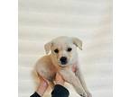 Leo, Terrier (unknown Type, Small) For Adoption In Berkley, Michigan