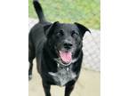 Adopt Bart a Black - with White Mixed Breed (Medium) / Mixed dog in Fryeburg